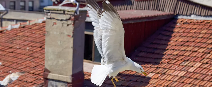 Residential Chimney Animal Removal Solution in Tenafly, NJ