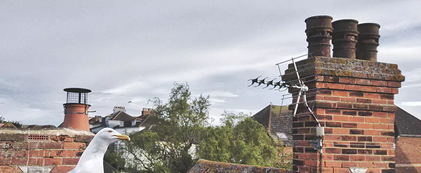 Chimney Cleaning And Restoration in Tenafly, New Jersey
